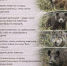 Меры предосторожности и правила поведения при встрече с дикими животными - Администрация г. Домодедово